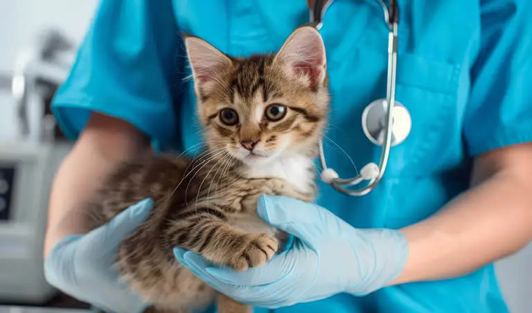 Picture of cat with a vet